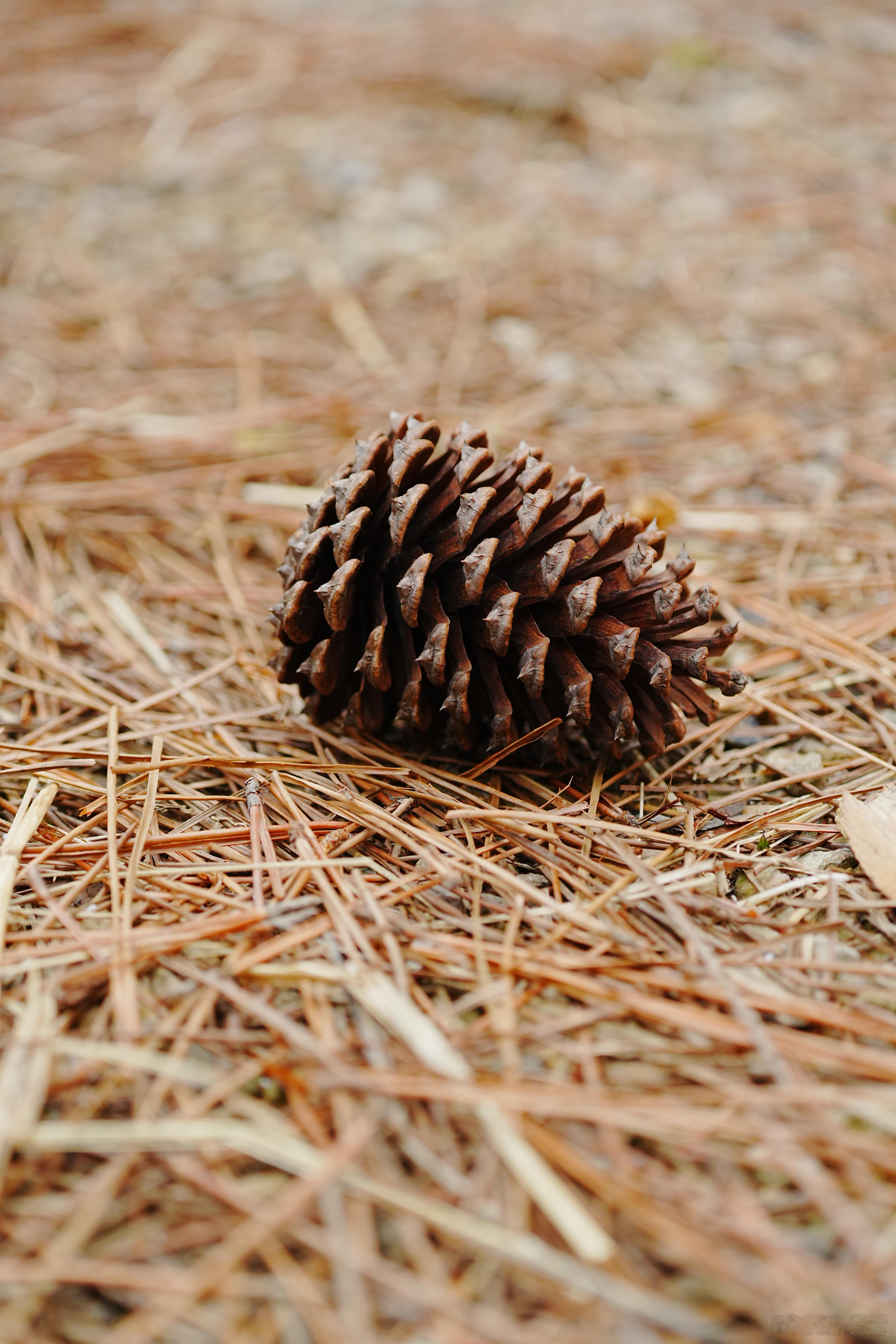 一颗松果蜗的摄影日记