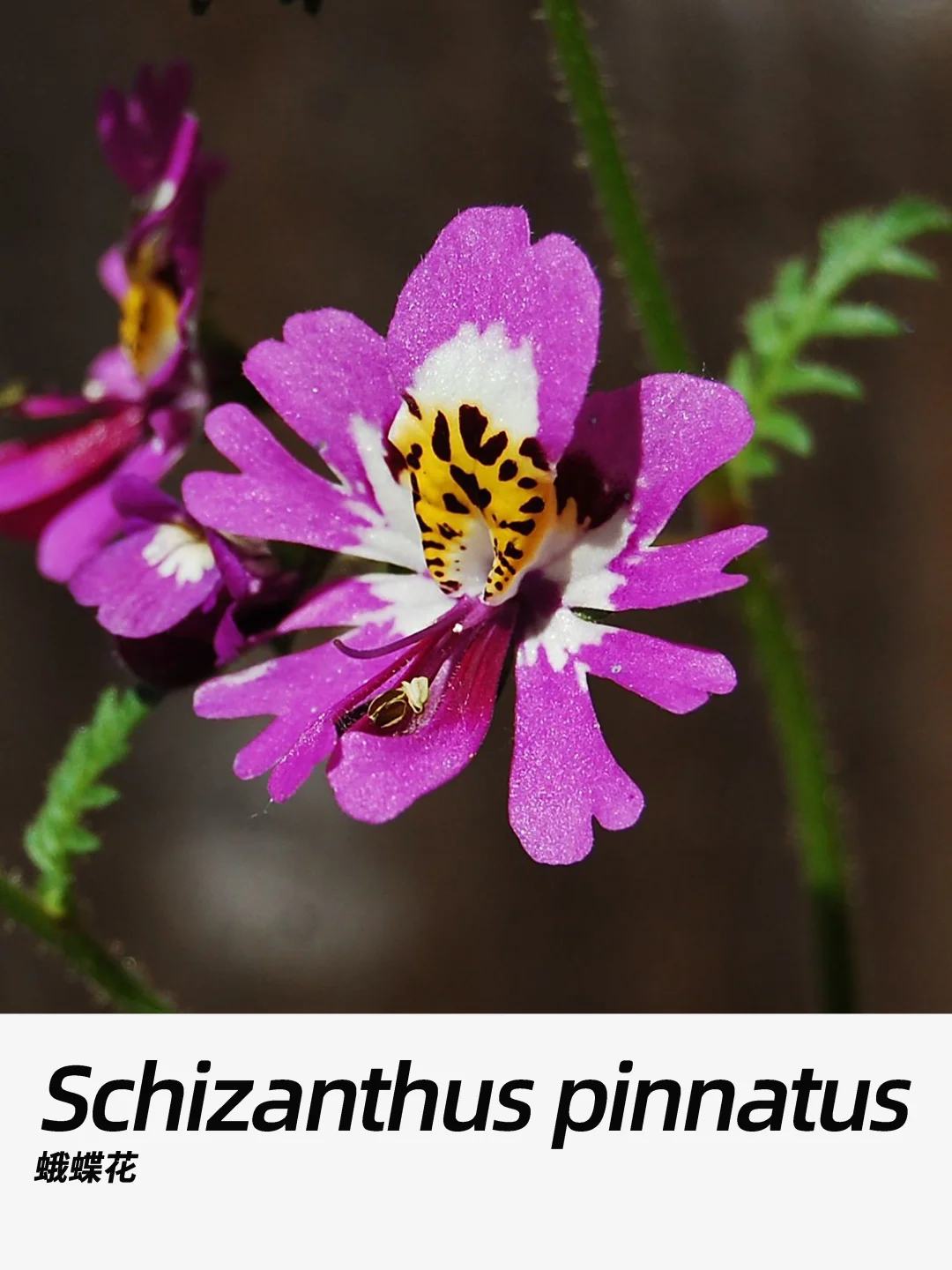 带你每天认识一种花材383｜蛾蝶花