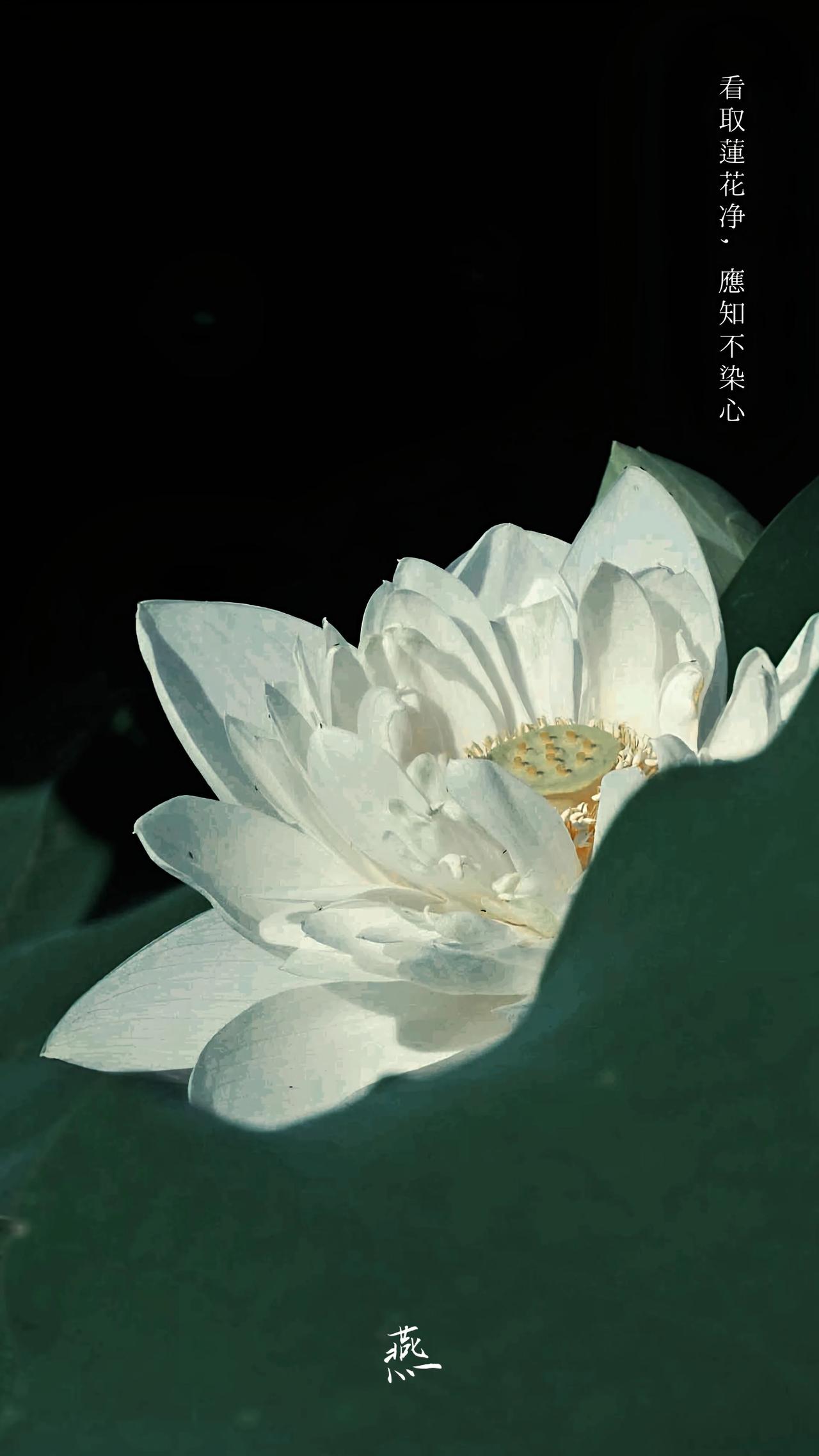“看取莲花净，应知不染心”，这句诗出自孟浩然《题大禹寺义公禅房》。雨过天晴，夕阳