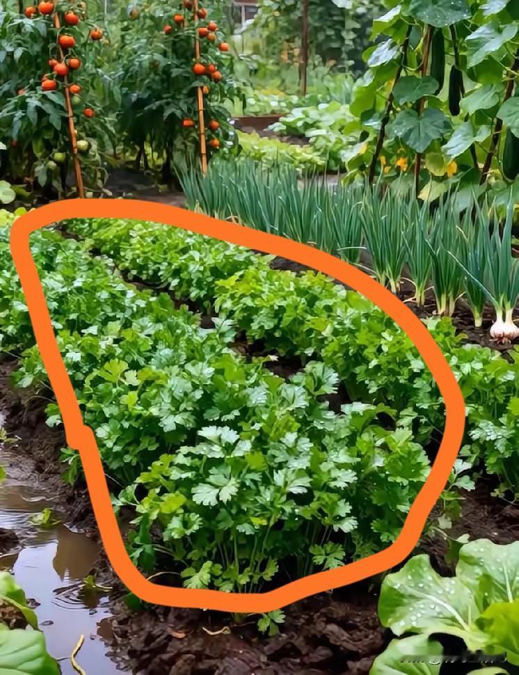 这是什么菜？