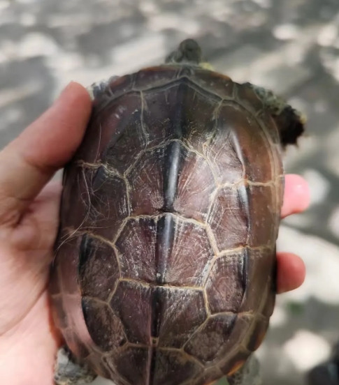 刚刚给乌龟盆换水，手还没碰到水面，心就猛地一沉——养了8年的大乌龟，就那么直挺挺