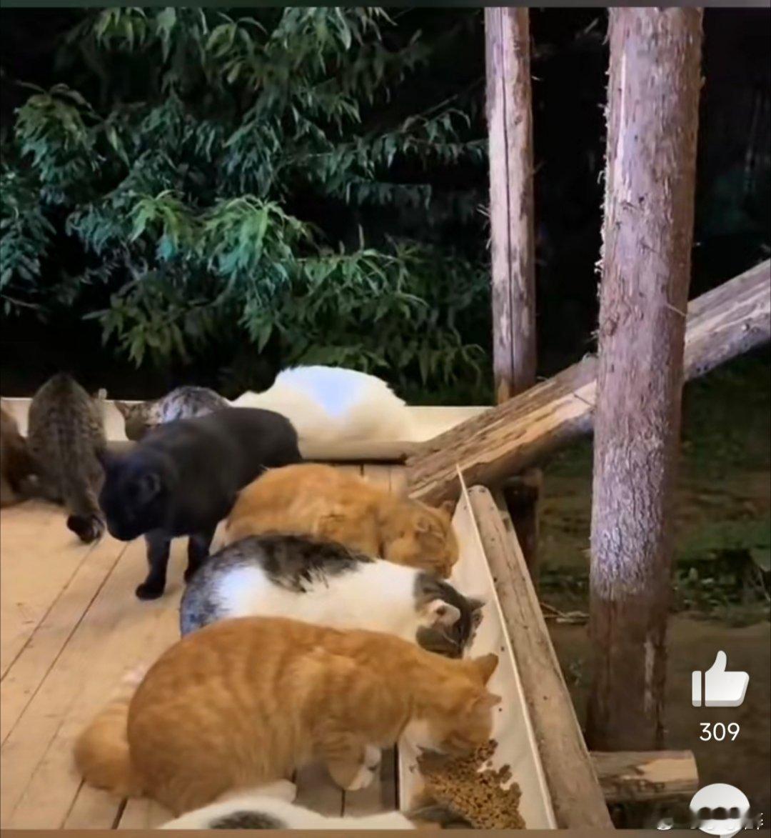 女孩为上百只流浪猫买粮被反送1吨喵届最良心的建筑师被送1吨猫粮“五月妈”收养上百