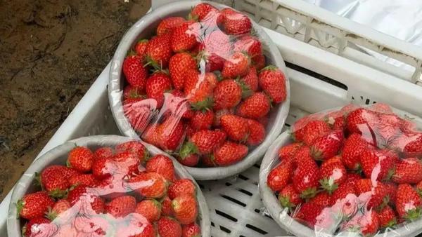 济南“草莓阿姨”的走红并非偶然，而是长期诚信经营在互联网风口下的集中爆发。因