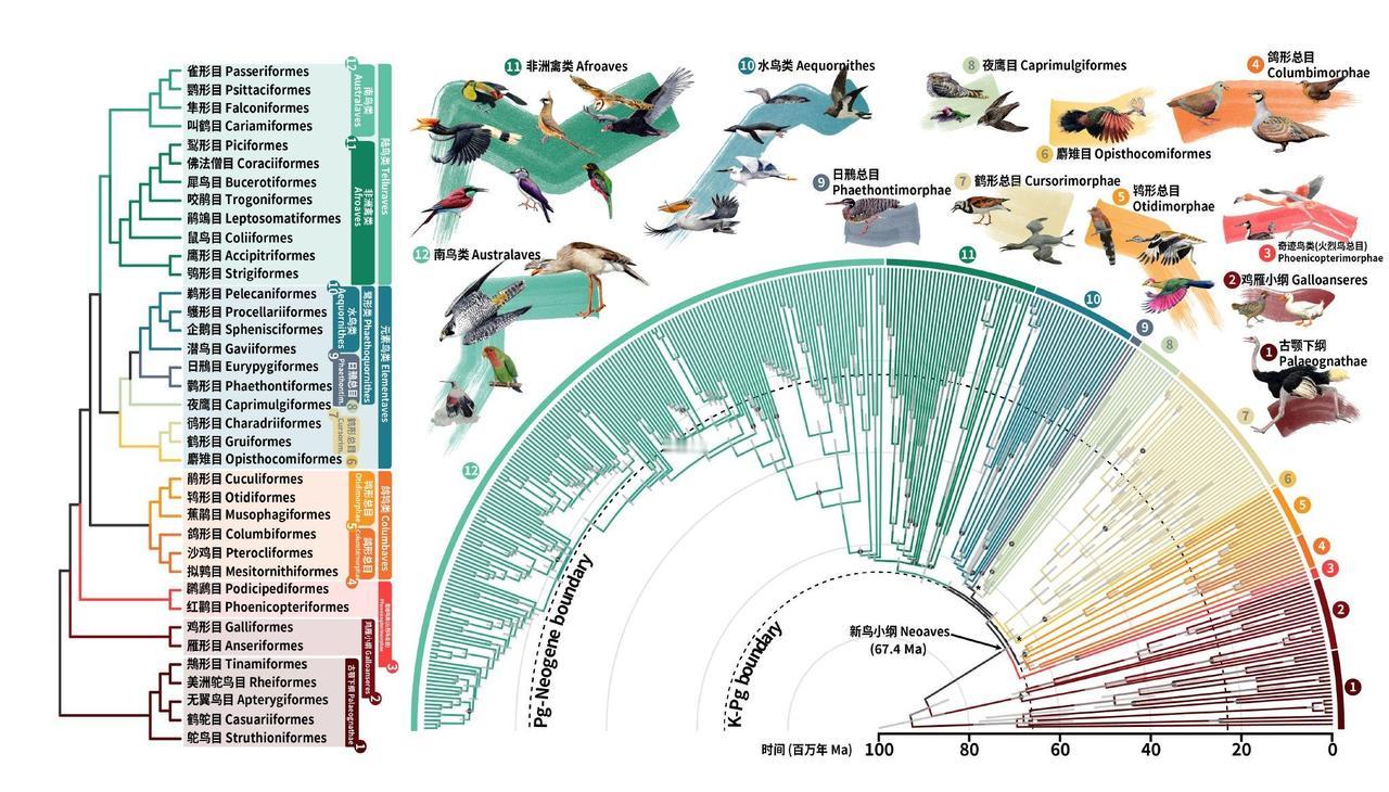 鸟类是恐龙唯一存活到现在的一支，非鸟恐龙在6600万年前已灭绝，所以严格说恐龙并