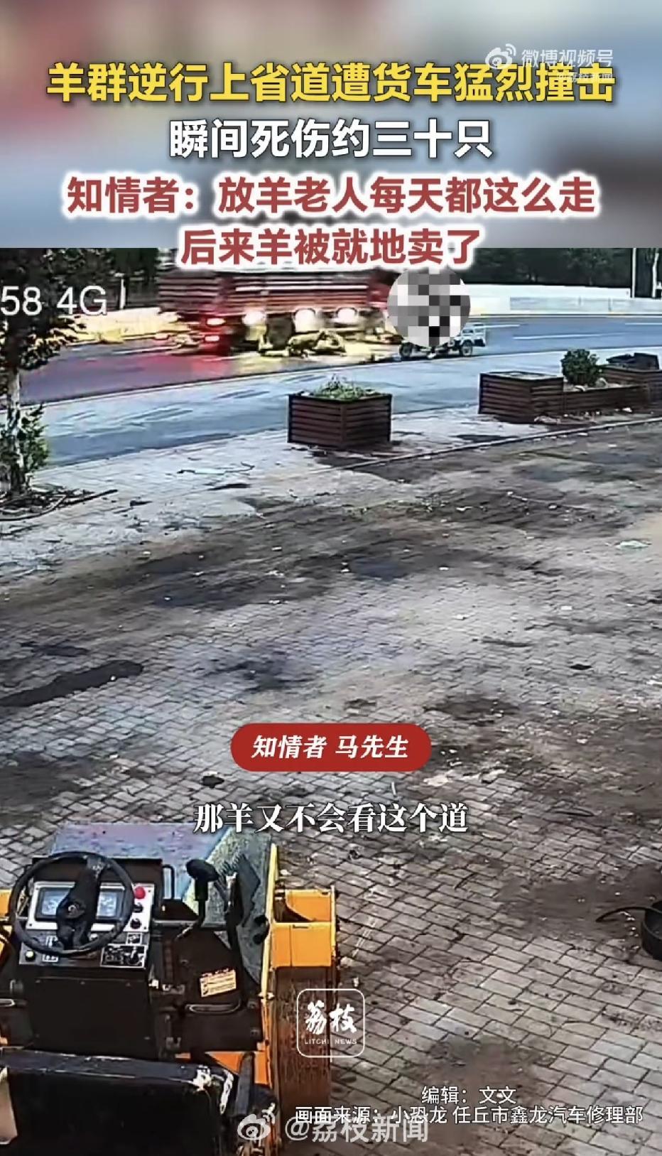 河北沧州，一位60多岁的放羊老人骑着三轮车，赶着50多只羊抄近道逆行，没想到，一