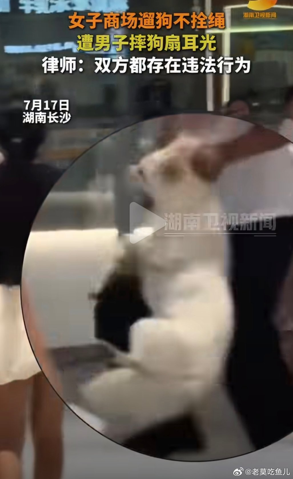 女子遛狗不拴绳被打不构成互殴遛狗不栓绳就不对，不好意思狗狗的表情好好笑