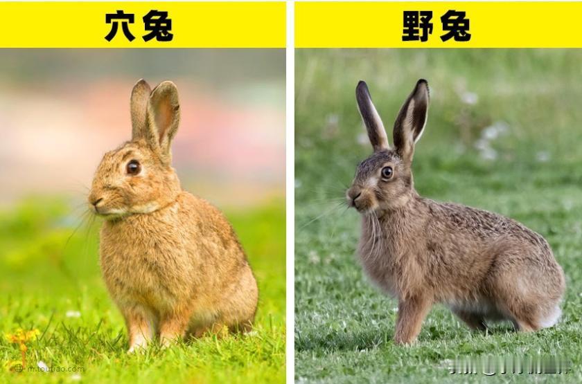 为什么黄种人和白种人能生孩子，不存在生殖隔离？人类真算一个物种么？自然界有条挺