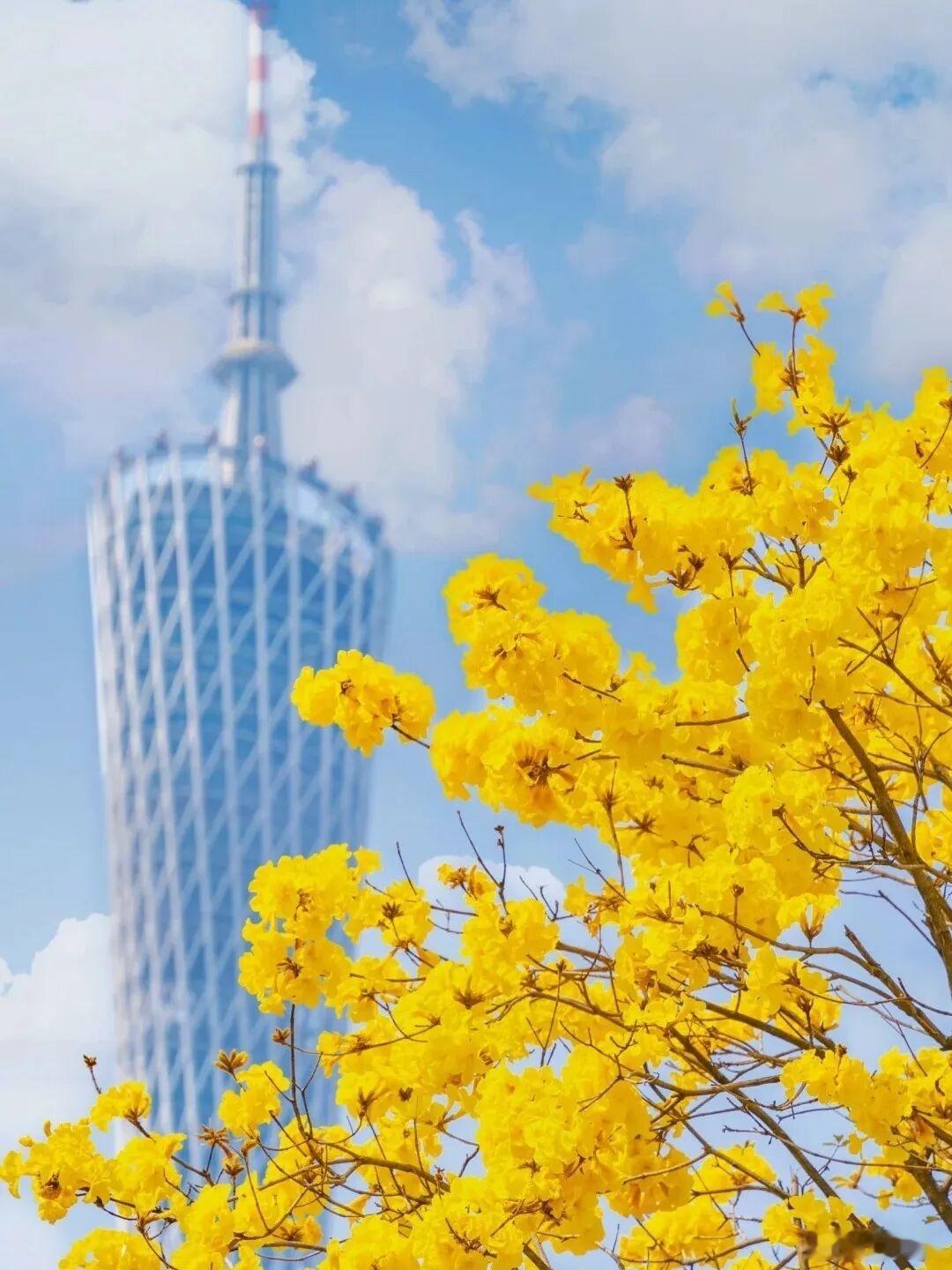 花城广州开启限定春天其实花城广州是一年四季如春，啥季节的可以看到不同品种的话。长