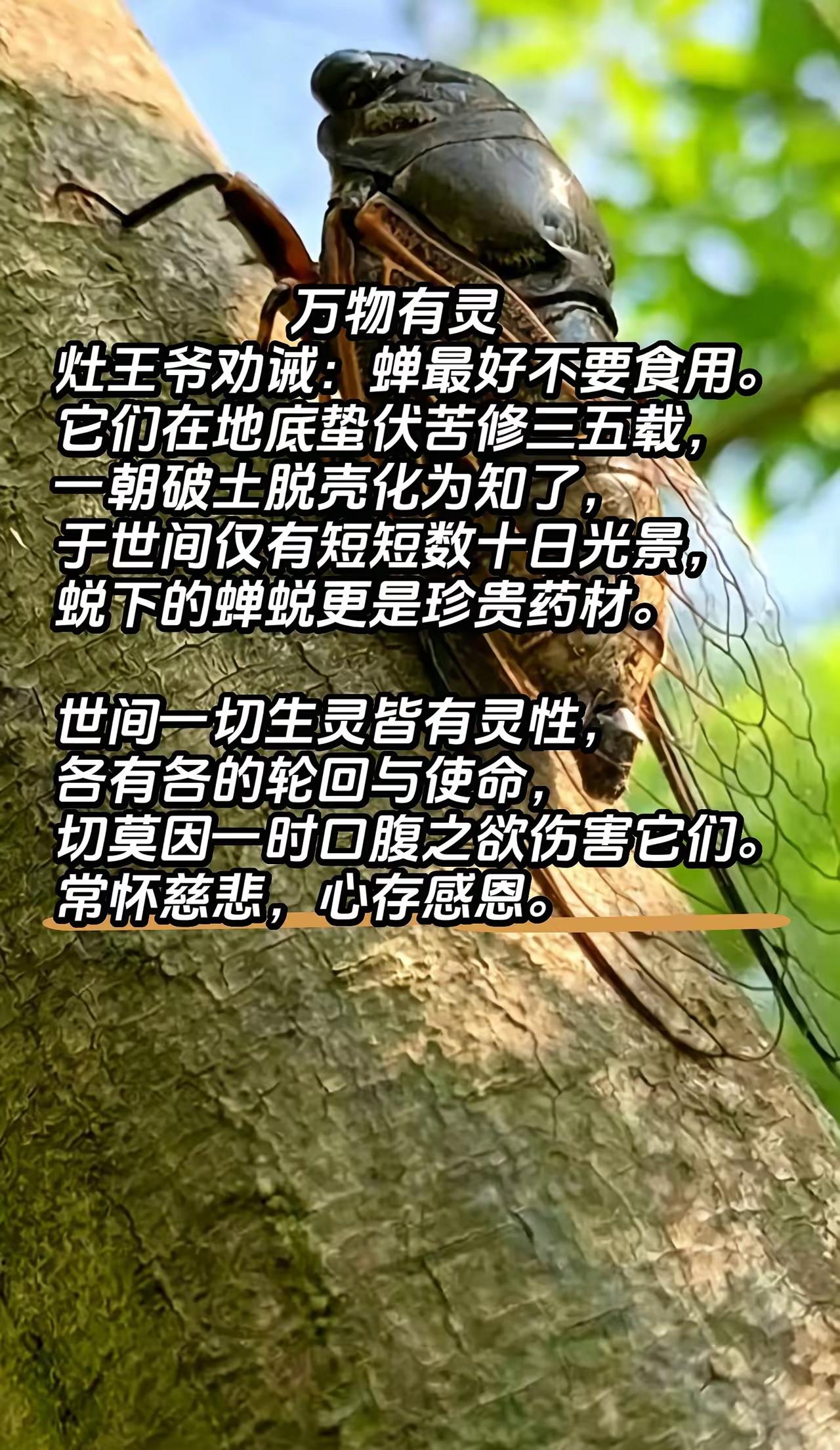 万物有灵灶王爷劝诫：蝉最好不要食用。它们在地底蛰伏苦修三五载，一朝破土脱壳