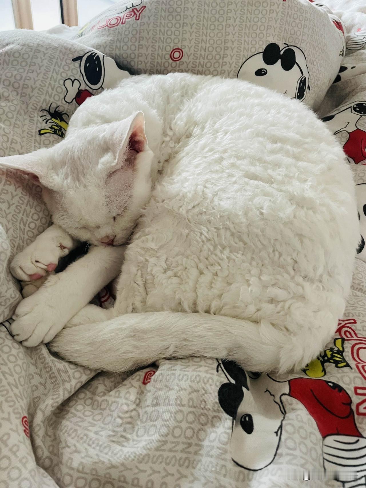 我家小猫咪的可爱瞬间，总是在睡梦中，看看这睡得多香。