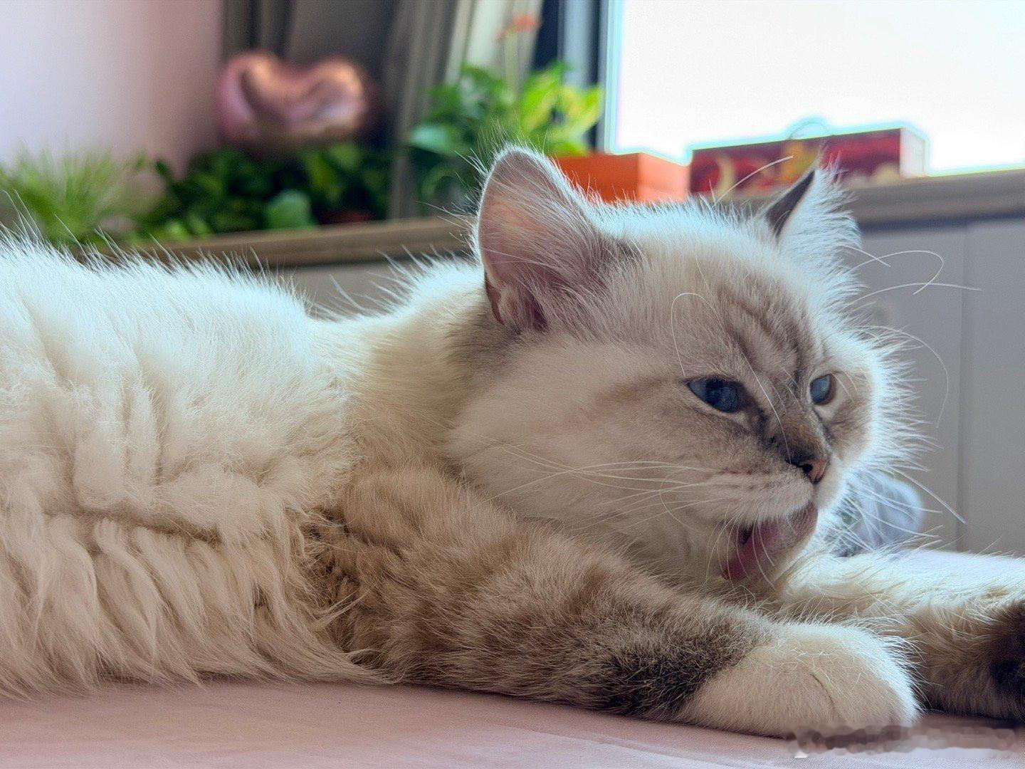 幼年饕餮咪我们家猫妹妹不行，只爱吃猫粮，而且现在吃的越来越贵，这一袋已经300块
