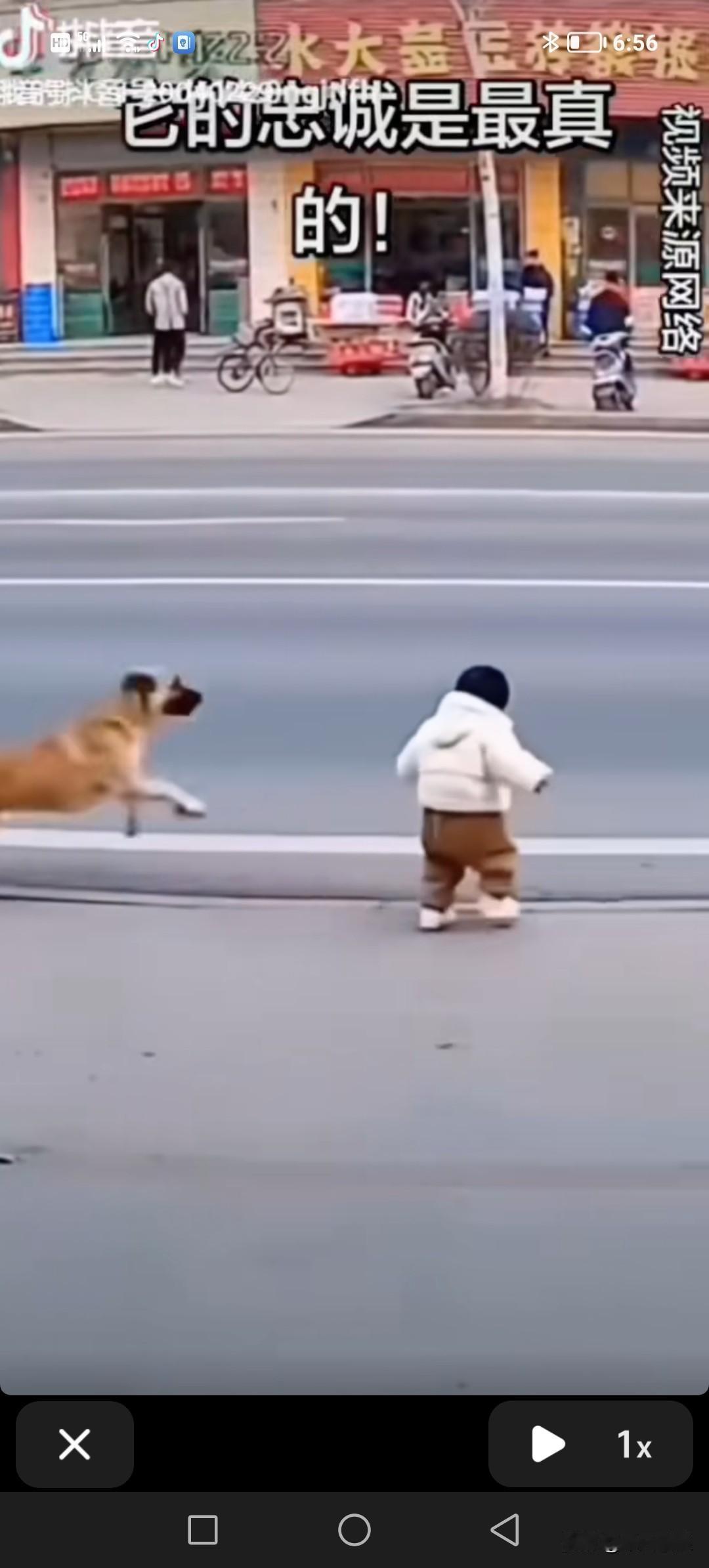 你见过如此聪慧的狗狗吗？萌娃打算从人行道往下走，下方车来车往。狗狗见小主人身处危