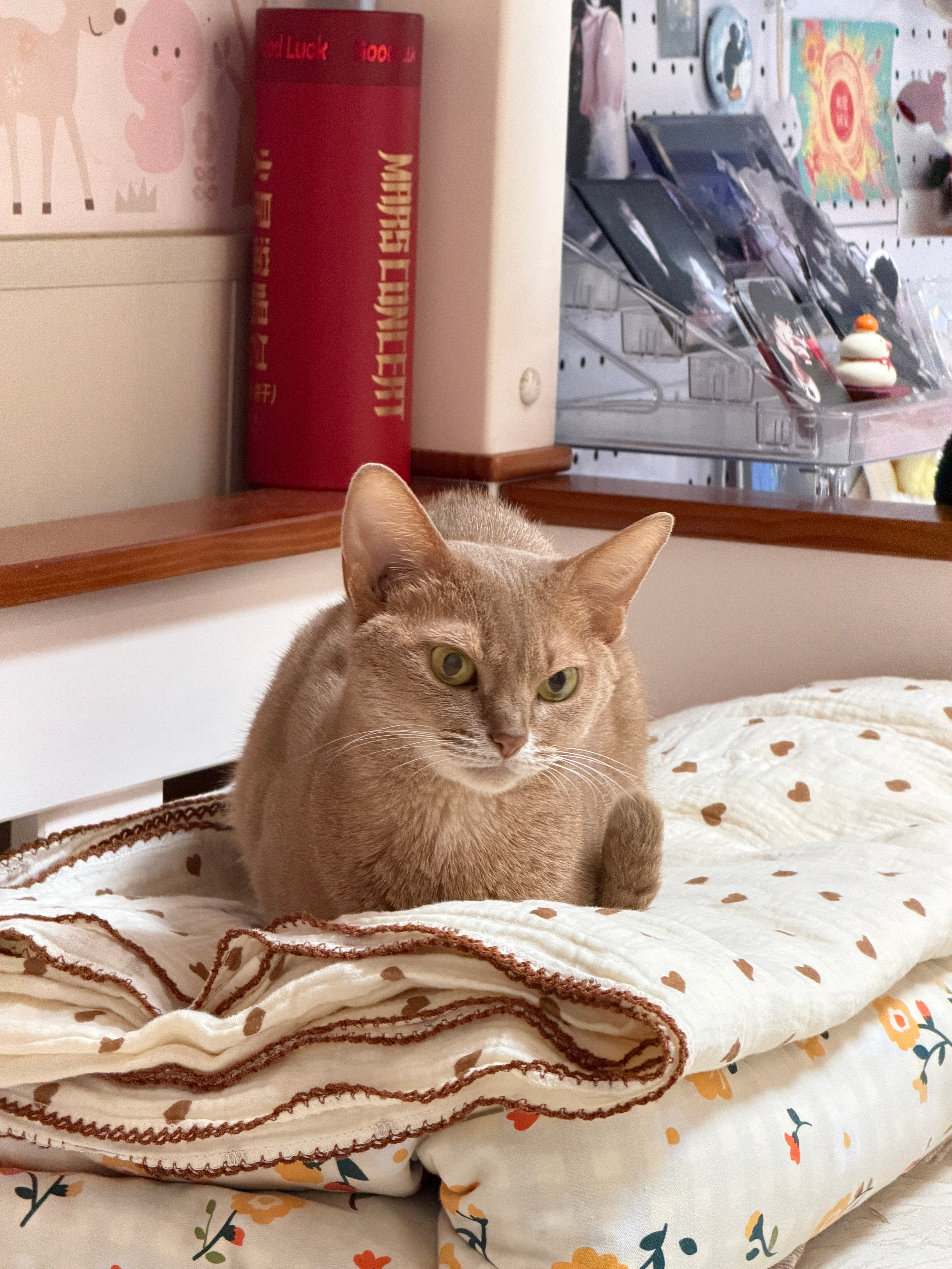 更新猫图