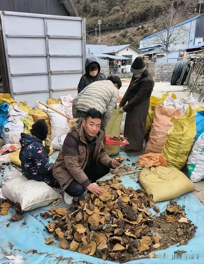 近年来国内中药材市场出现一个令人忧心的现象：野生中药资源正加速流向海外。笔者走访