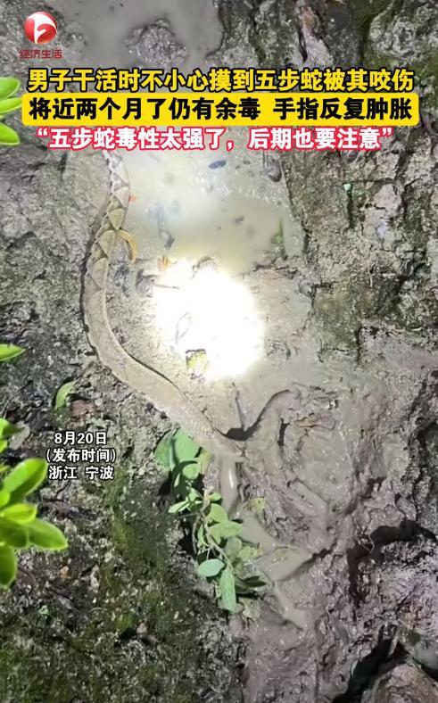 “太可怕了！”浙江宁波，一男子下地干活时被五步蛇咬伤，手指迅速肿了起来，他立即赶