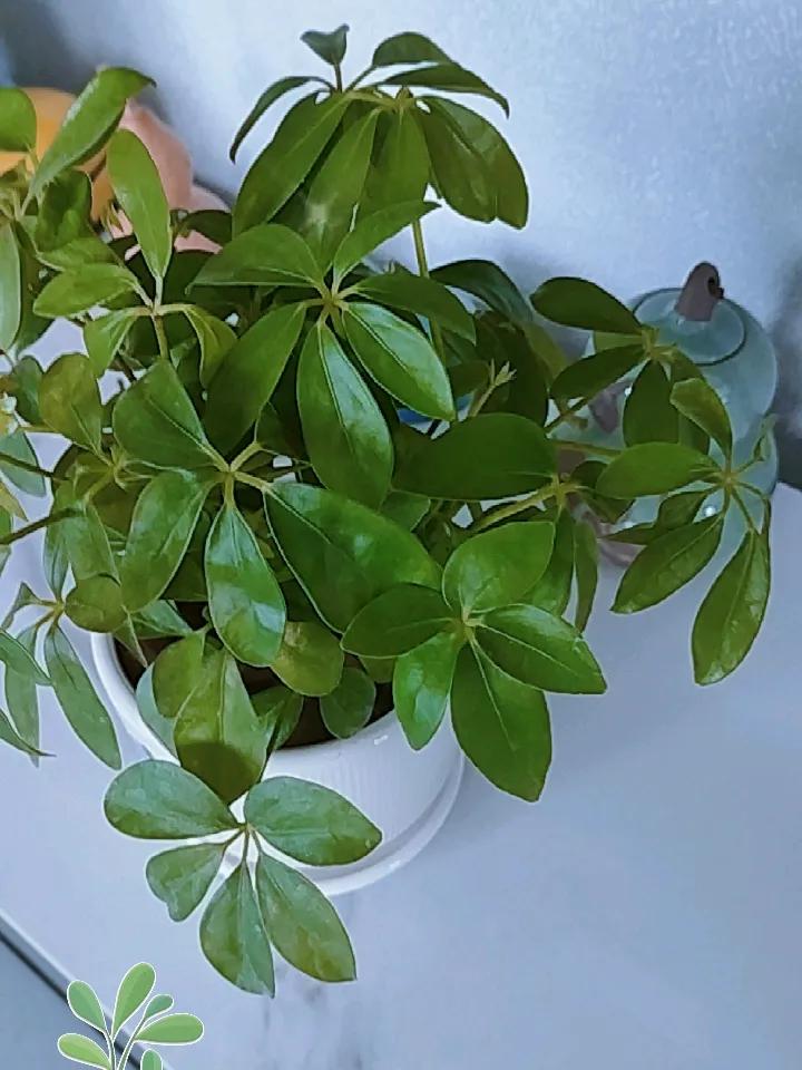 家里的“八方来财”鸭脚木长势喜人，叶片油绿发亮，层层叠叠，像撑开的小伞，越看越好