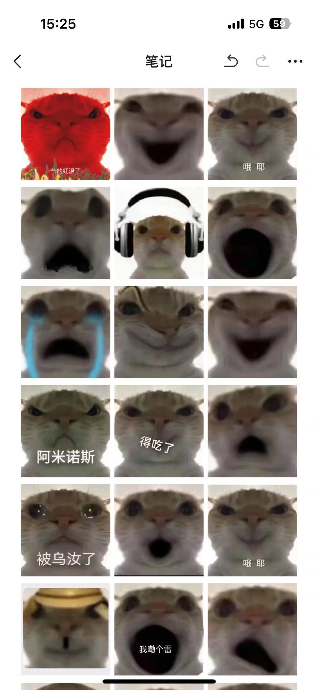 动物奇遇记动物奇趣家人们谁懂啊！这些猫咪表情包简直是聊天救星！“哦耶”的得意
