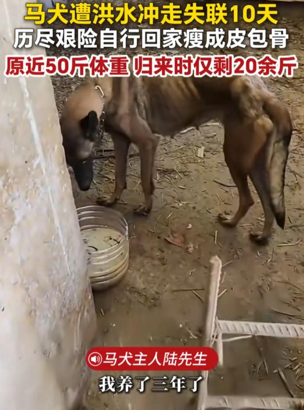 “失而复得的感动！”广西百色，一只养了三年的马犬被洪水冲走，失联整整十多天，主人