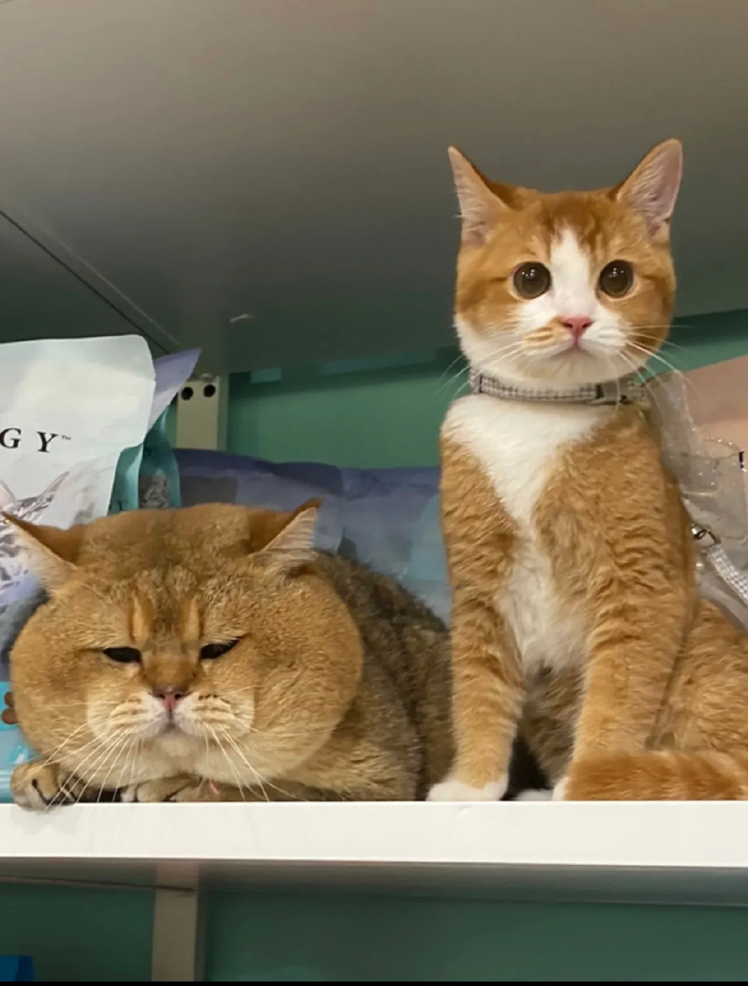 一定是你拍照的角度不对，我不胖[哭哭]，就是瘦的不明显