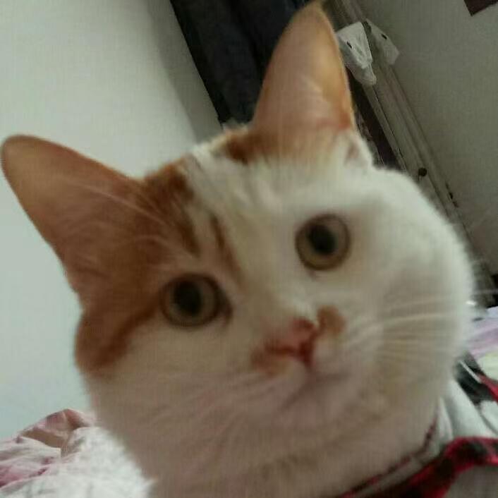 就这货！大半夜两三点钟不睡觉，扯着嗓子嗷嗷叫。我怕扰到邻居，便起身去