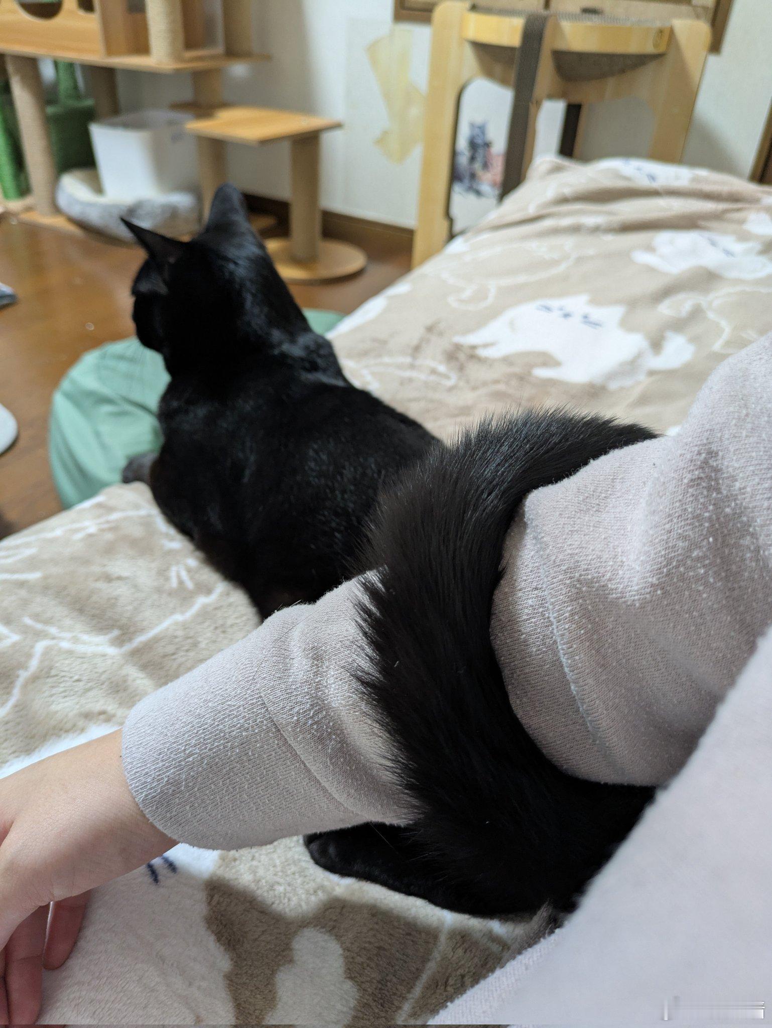 猫猫独特的撒娇方式