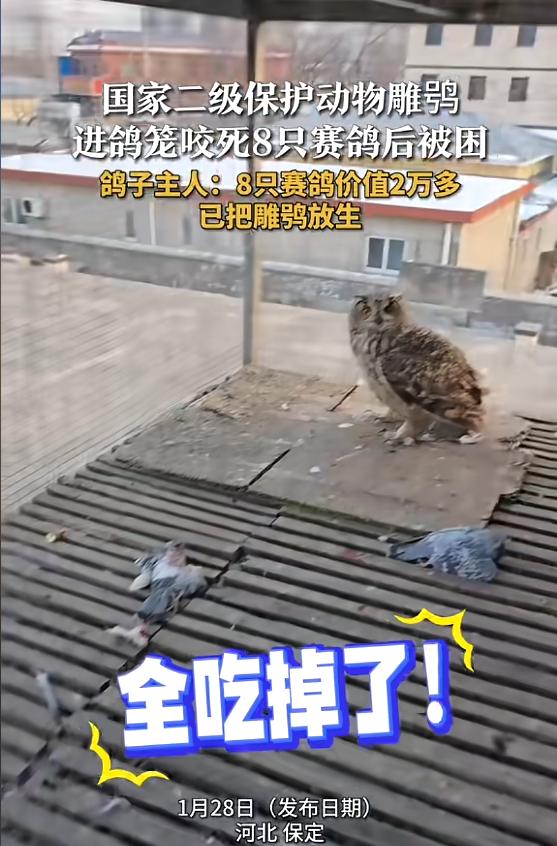 “冤不冤！”1月28日，河北保定，一男子去喂自己养的赛鸽，发现全被一只猫头鹰咬死