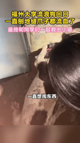 福州大学“英雄小狗”救猫记福州大学一只叫回回的流浪狗，某天突然对着地面缝隙