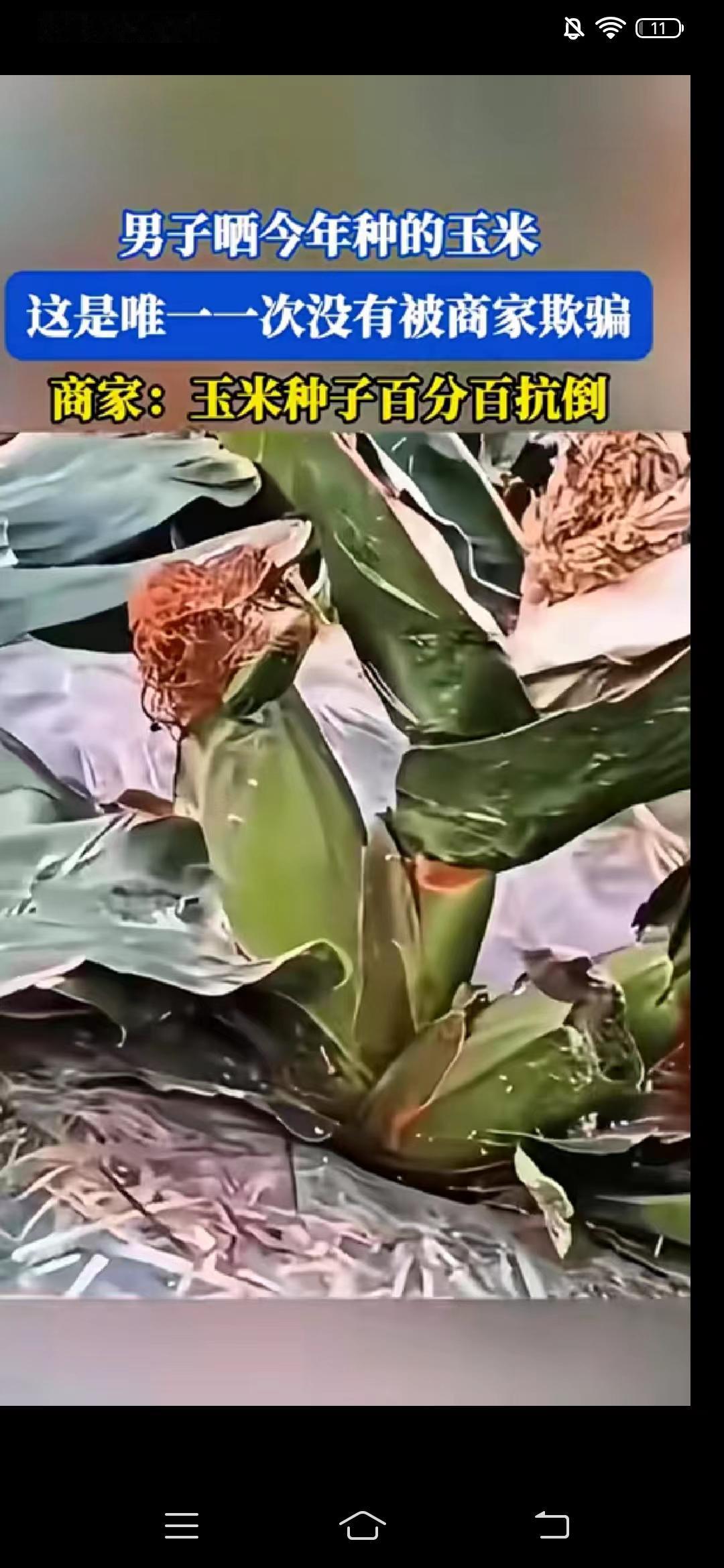 这是哪位专家的丰硕成果？就是专家的工资太多了，吃撑了干出来的事，这个苞谷叫什么品