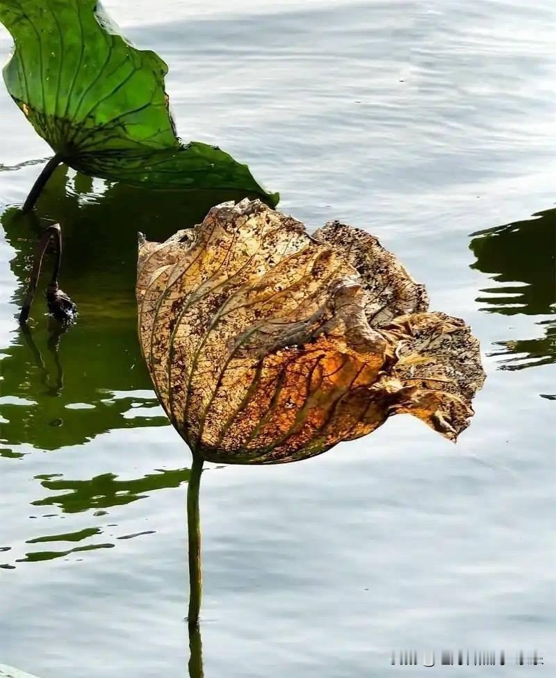 这几天在医院里面待着。看到那种家庭条件好的老人，子女上班没有时间，就给老人找了
