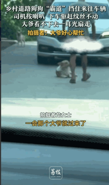 真成精了！”8月10日，贵州毕节，女子开车遇到一条未栓绳的狗挡道，她和对向车主都