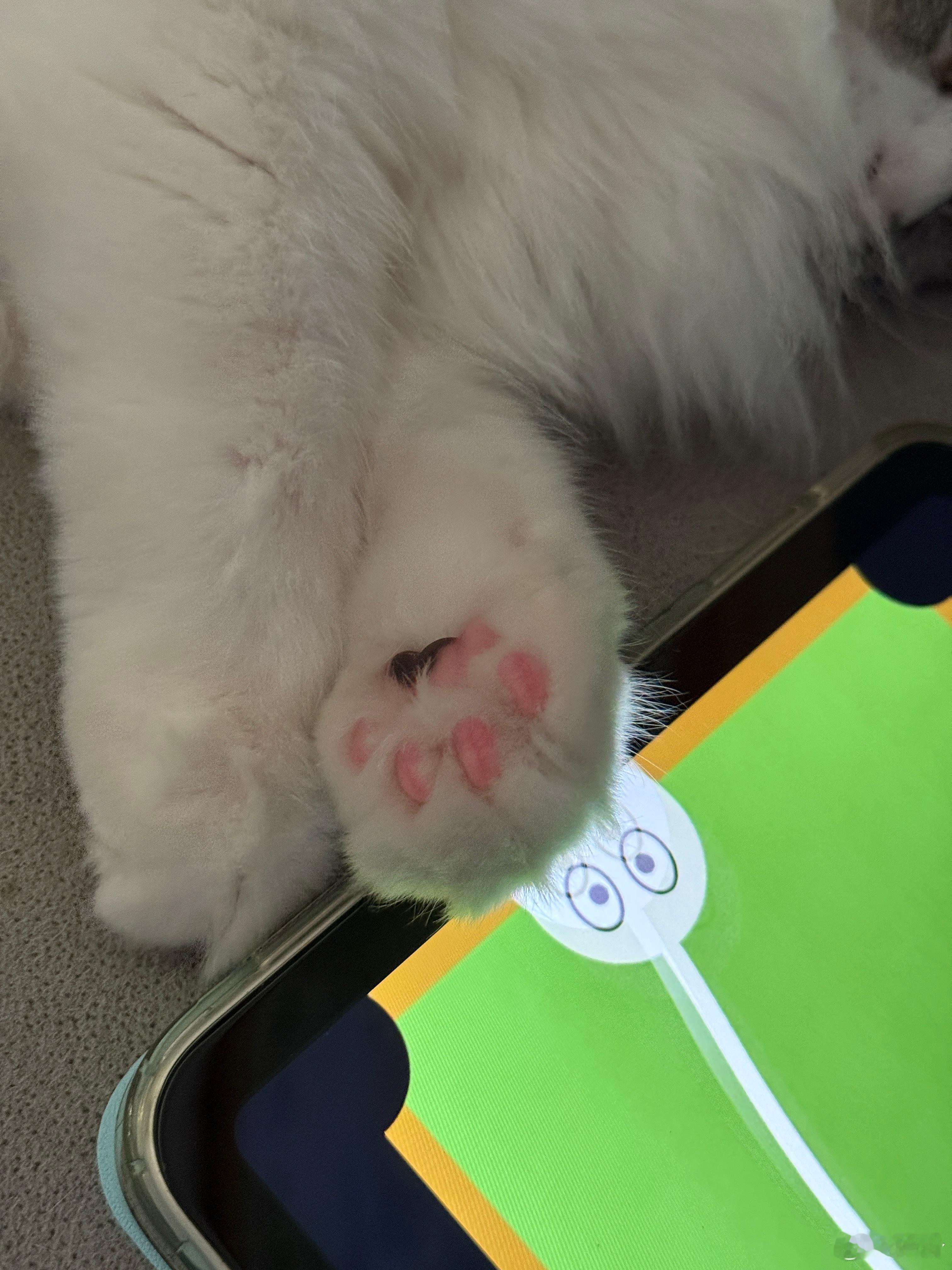 小猫咪怎么都这么貌美！