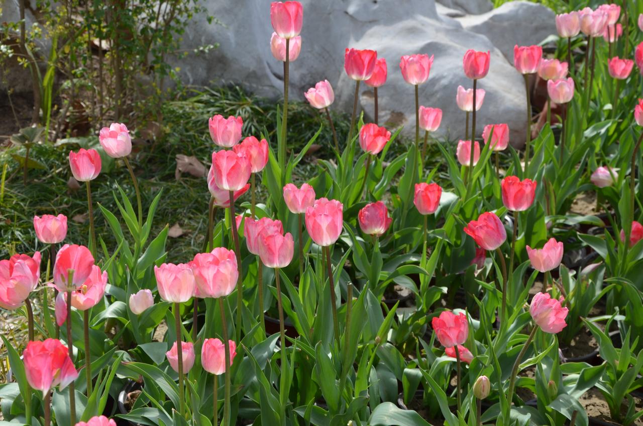 广东赢下广厦，看上去很轻松。但网上很多人说，广厦放水太明显，打广东不打内线，闹