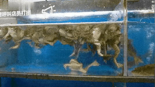 青蛙居然淹死了！争一口气就这么难吗？现实啊！