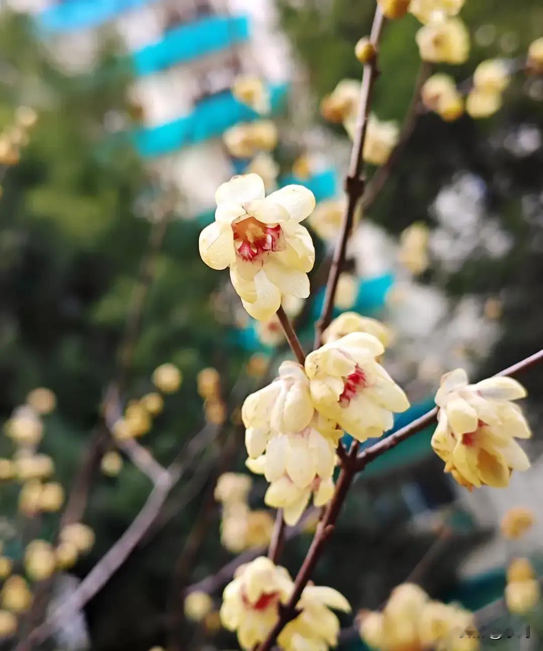 武汉今早最低温-2℃，午后升到8℃，阳光晒得地面都反光。气象台说本轮寒潮收尾