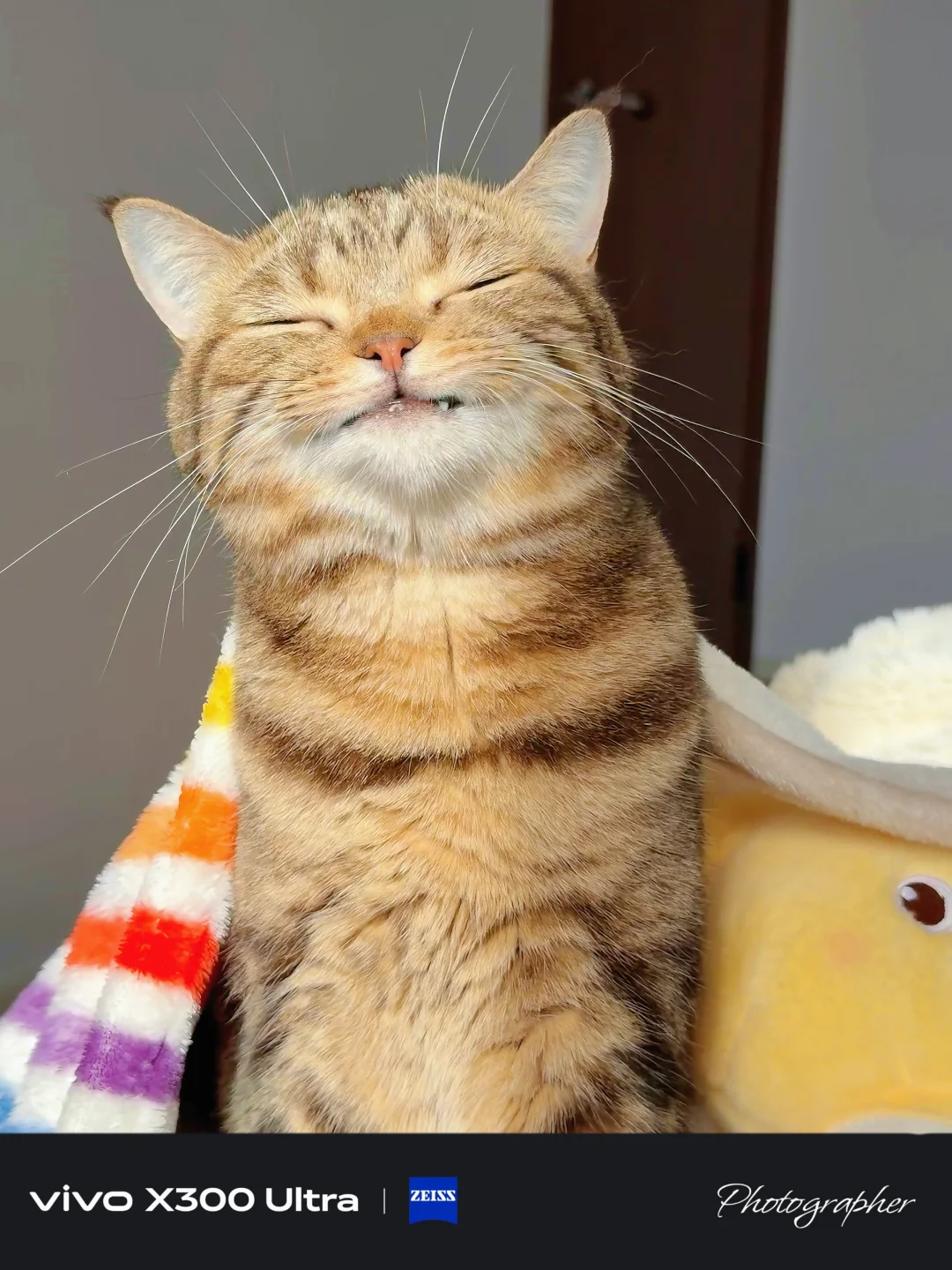 有些小猫就该被亲鼠