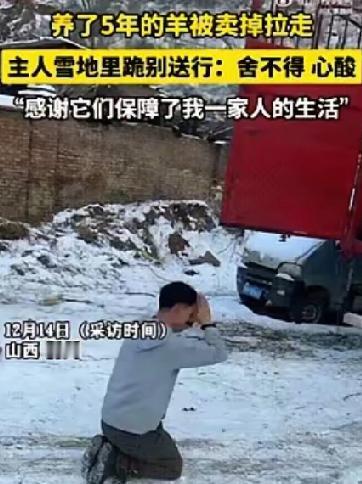 雪地里的三拜：这不是卖羊，是向家人告别山西忻州的寒冬，一场早雪覆盖了田野，