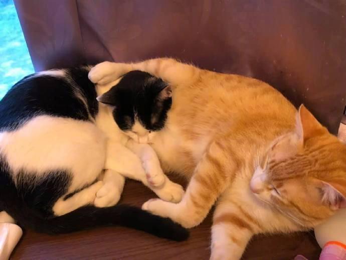 把主人的化妆品全叼到猫砂盆里面了，不知道她会不会原谅我...