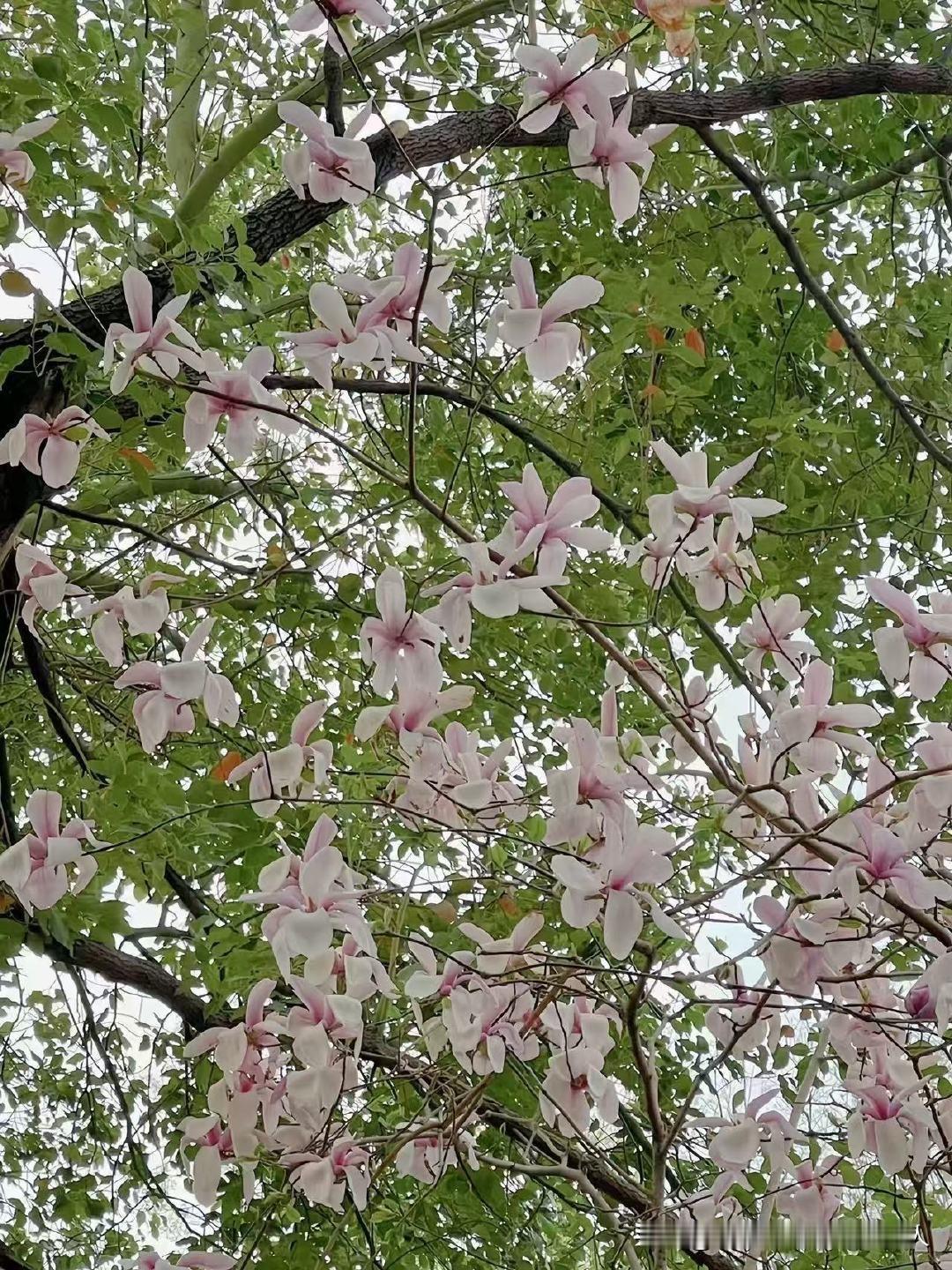 真没想到，侄子的婚事居然栽在了婚检上，好好的婚礼直接黄了！侄子和他女朋友处了