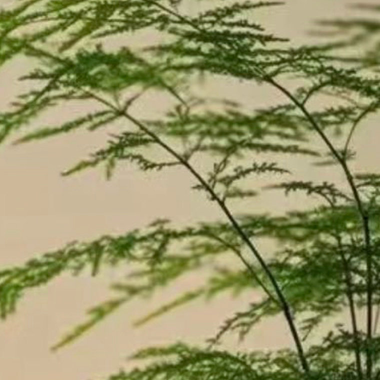 0000sorry我担就这么争气文竹种植方法：1.光照柔和：文竹喜半阴环境，