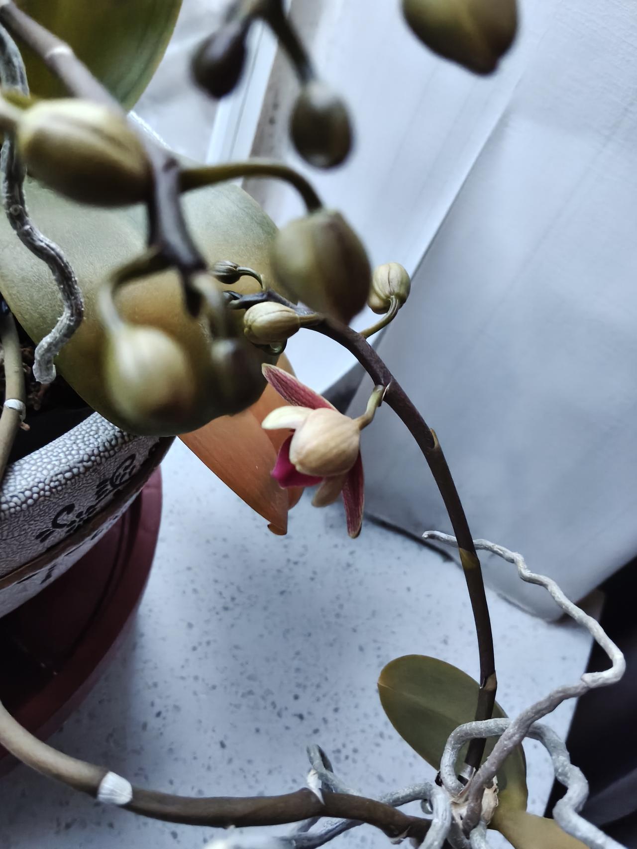 集齐了四大军功的五子良将！张辽是曹魏的五子良将之首，他的武力值可以说是拉满