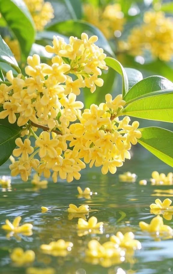 桂花种植方法1、选择时间：在种植桂花之前，有必要知道最合适的时间，春天更适合种植