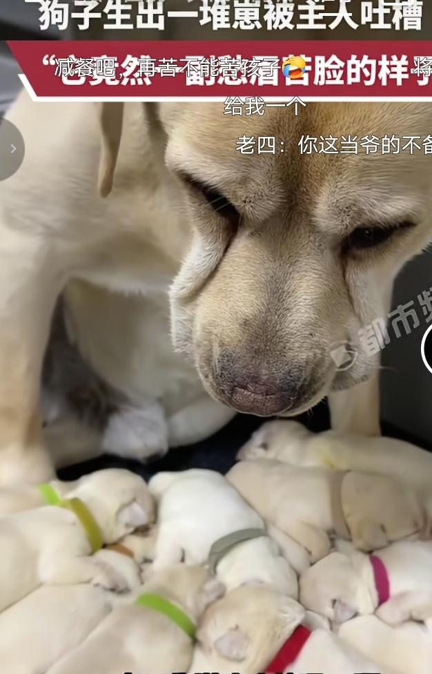 这只拉布拉多爸爸直接愁出表情包！一窝圆滚滚的小奶狗挤在一起等着吃奶，狗爸爸耷拉着