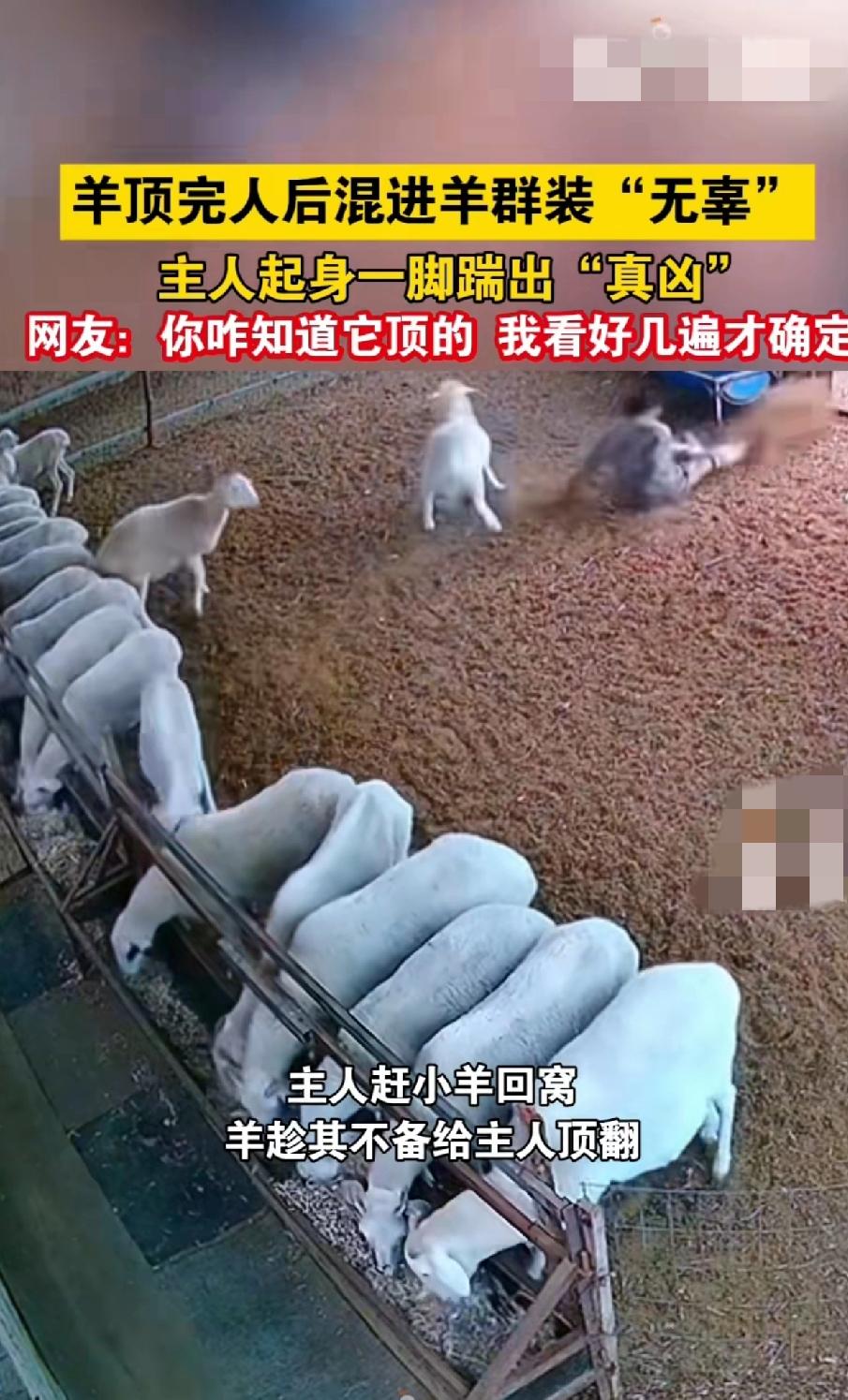 “太不可思议了！”在辽宁，一个羊群主人赶小羊进羊圈。没想到一只小羊趁其不备时，将