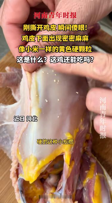 活久见！近日，河北一女子在菜市场里买了一只现杀的活鸡，谁知拿回家之后正准备做菜时