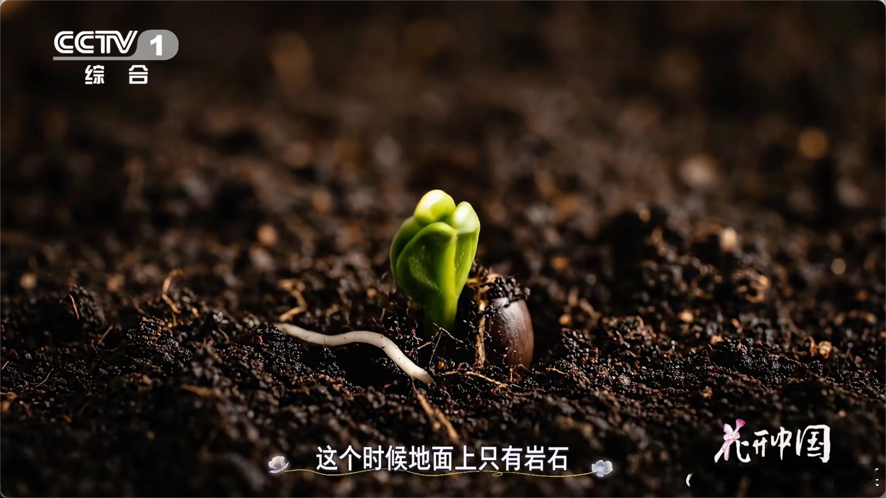 谁懂啊！一直以为土壤是地球自带的，没想到是苔藓地衣用生命换来的，它们把自己当养料