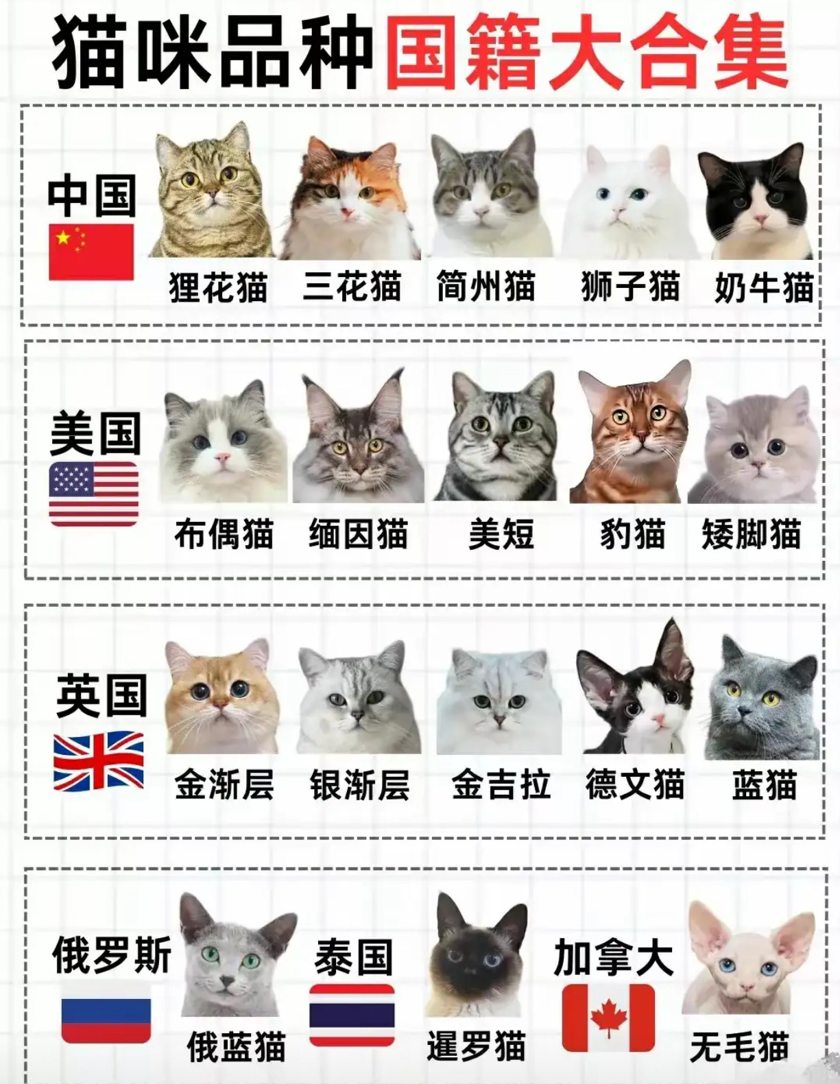 猫咪品种国籍大合集​​​