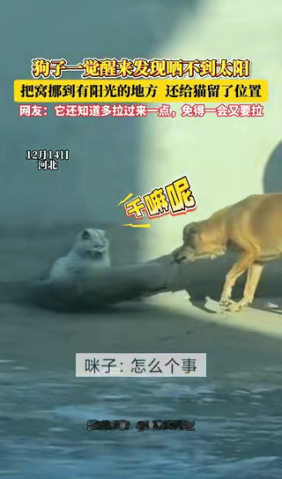 “解释不清了！”河北，一狗狗和猫咪晒太阳，一觉醒来发现太阳晒不到了。不料，狗狗拉
