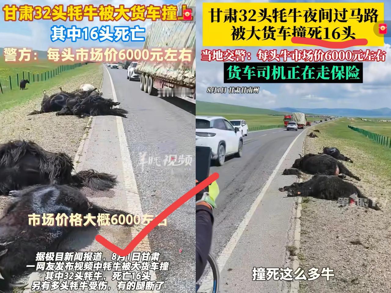 发现了吗？甘南发生了件新鲜事儿，大货车撞死16头牦牛，结果货车司机没慌，养殖