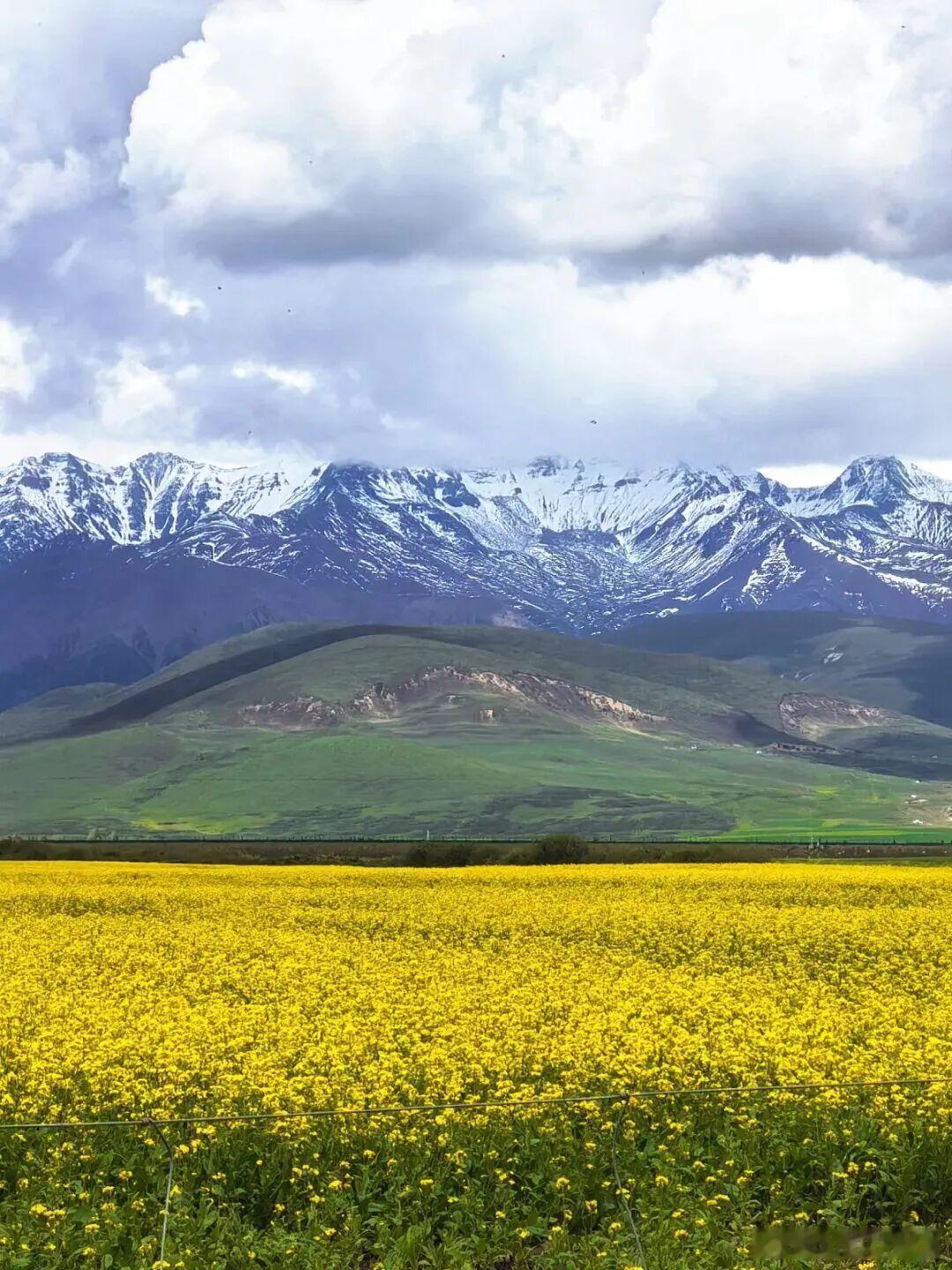 西北大环线的草原真的太治愈，绿油油的草地铺满大地，远处雪山若隐若现守护着这片净土