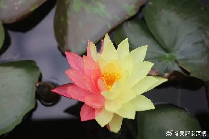 武汉园博园杭州园内的万维莎睡莲开花了，其中一朵竟然是红黄双色。“万维莎睡莲最神奇